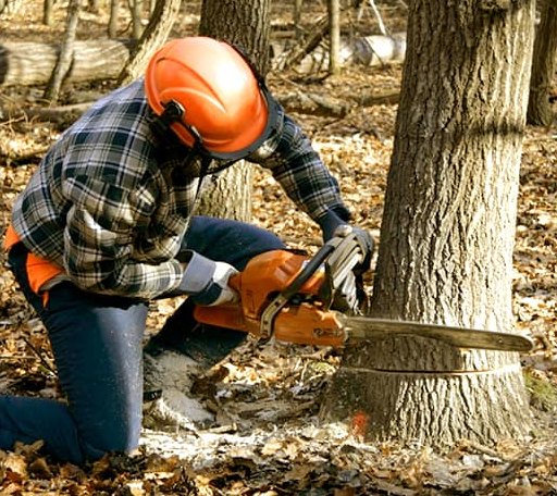 Tree Removal in Hawks, MI